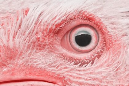 Γρίπη των πτηνών στη Γερμανία