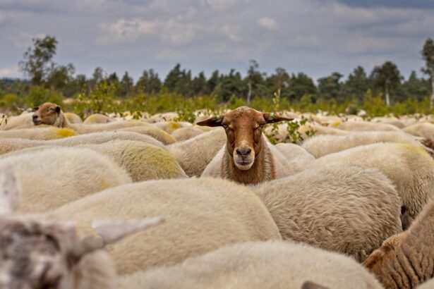 Κοπάδι από πρόβατα