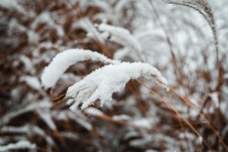 Trees in a German forest lightly covered with the first snow of the season