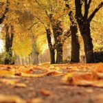 Autumn leaves under cloudy sky in Germany, signaling seasonal change