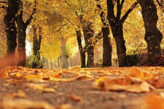 Autumn leaves under cloudy sky in Germany, signaling seasonal change
