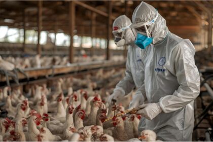 Workers in biohazard suits disinfecting poultry area in Germany amid avian flu outbreak