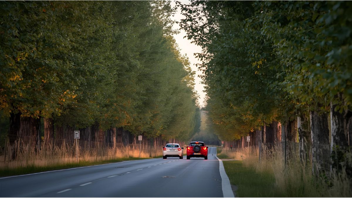 Tree-lined rural road in Germany with cars driving past