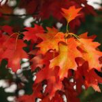 October calendar with autumn leaves and a clock marking the time change