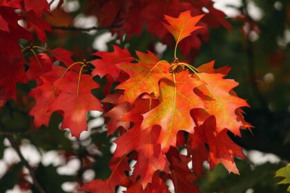 October calendar with autumn leaves and a clock marking the time change