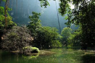 Λίμνη σε τροπικό δάσος και έντονη βλάστηση